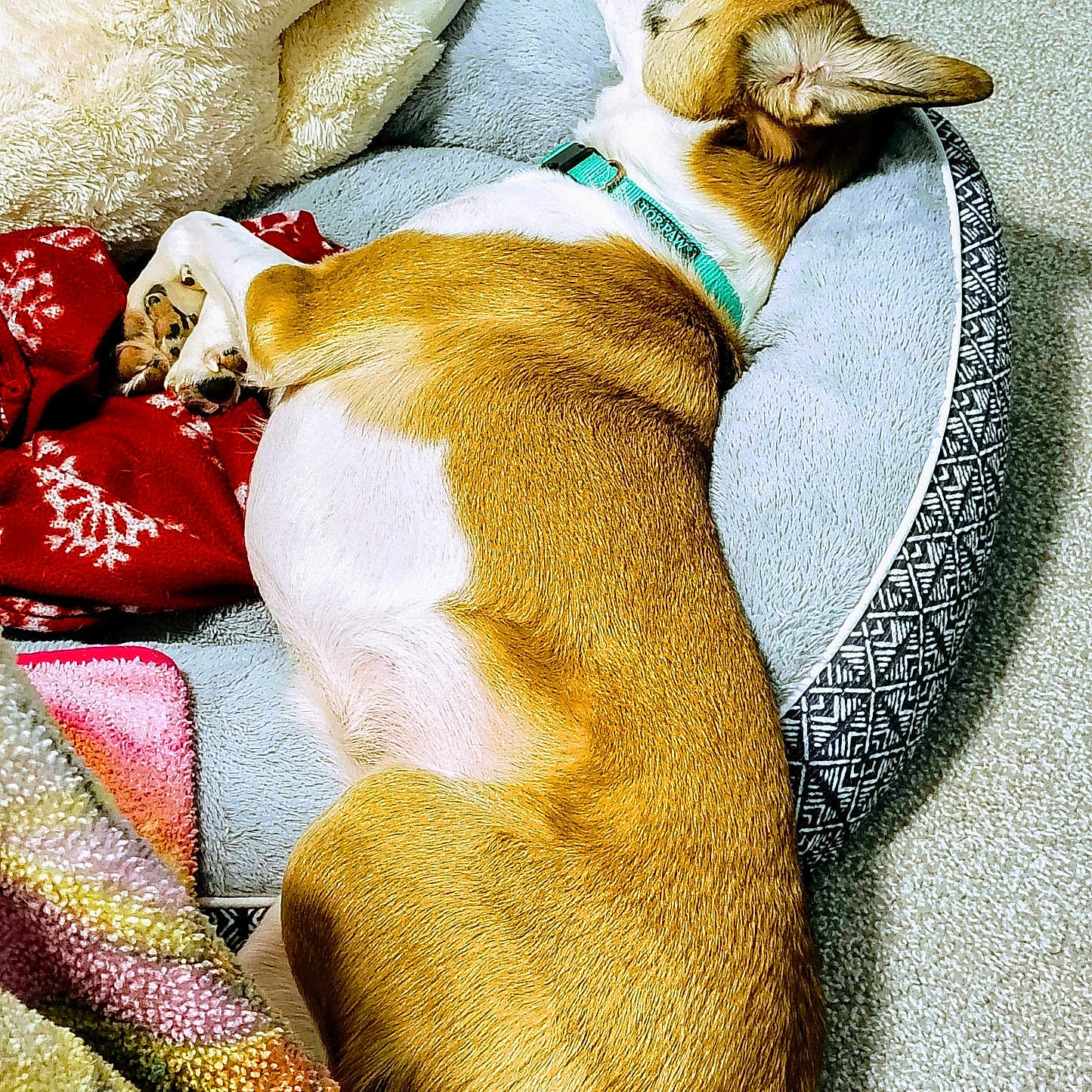 Ruby is registered to the contest to win money with this photo: animal, bed, blanket, brown, canine, carpet, collar, comfortable, cozy, dog, furry, indoor, lying_down, orange, pet, relaxed, resting, stuffed_animal, toy, white