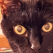 Kori is registered to the contest to win money with this photo: animal, attention, black_cat, cat, close_up, closeup, curious, domestic_cat, ears, face, feline, fur, indoor, mammal, nose, pet, portrait, sharp_eyes, whiskers, yellow_eyes