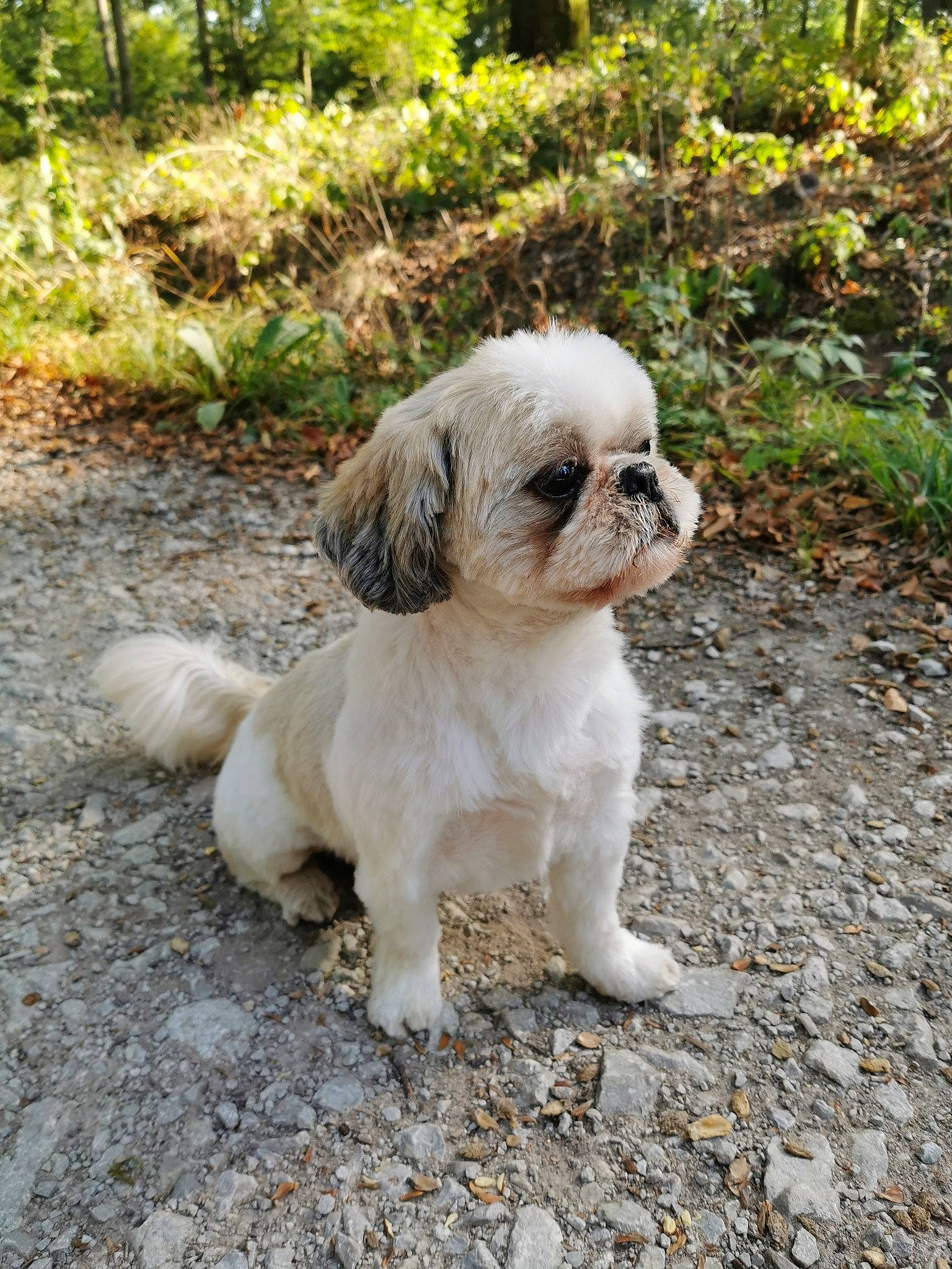 Haiko participe au concours pour gagner de l'argent avec cette photo : ancient_dog_breeds, canidae, carnivore, chinese_imperial_dog, companion_dog, dog, dog_breed, fawn, lhasa_apso, mal_shi, mammal, non_sporting_group, puppy, rare_breed_dog, shih_tzu, snout, sporting_group, toy_dog, vertebrate