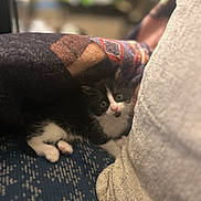 Manny is registered to the contest to win money with this photo: animal, black_and_white, blanket, cat, couch, cozy, curious, face, fur, furniture, home, indoor, kitten, patterned, paws, pet, relaxing, soft_texture, whiskers, wide_eyes