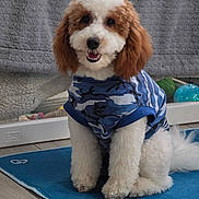 Danny joined the competition — help win amazing prizes! dog, puppy, brown_and_white_fur, blue_shirt, camouflage_pattern, indoor, sitting, happy, fluffy, mat, smiling, pet, floor, toy, blanket, cozy, cute, fur, portrait, companion