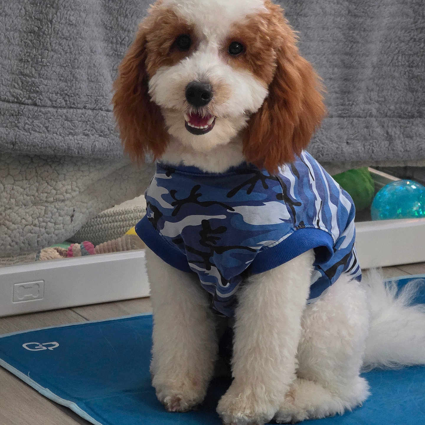 Danny joined the competition — help win amazing prizes! dog, puppy, brown_and_white_fur, blue_shirt, camouflage_pattern, indoor, sitting, happy, fluffy, mat, smiling, pet, floor, toy, blanket, cozy, cute, fur, portrait, companion