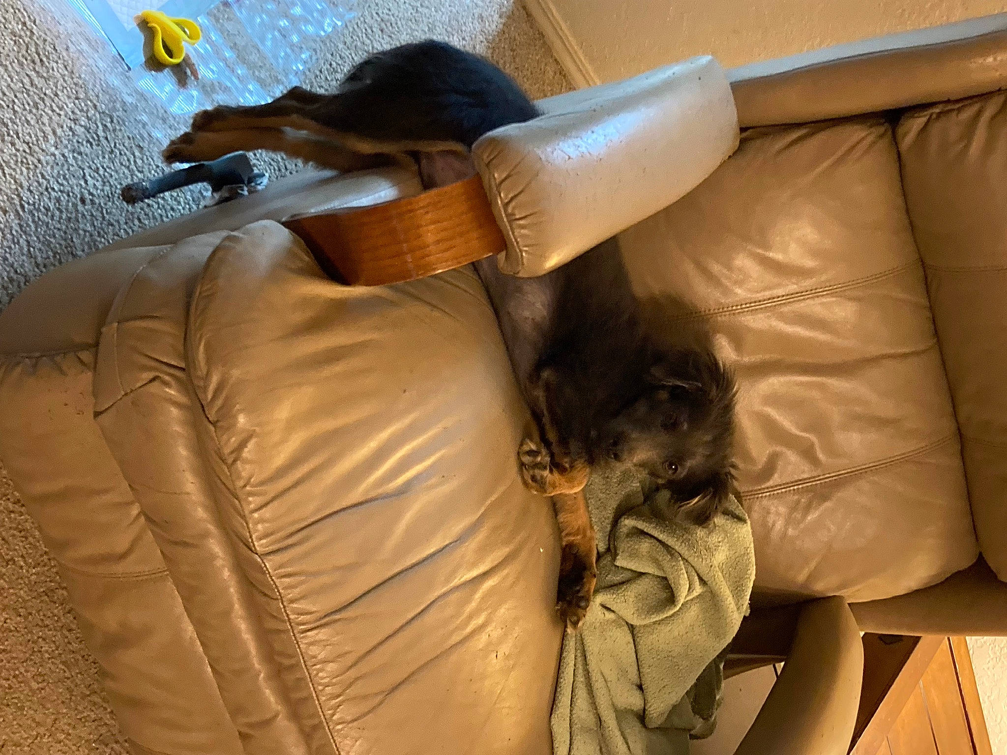 Bear joined the competition — help win amazing prizes! bag, bedding, car_seat, comfort, couch, fashion_accessory, fur, human_leg, knee, linens, long_hair, luggage_and_bags, mammal, pillow, room, sportswear, studio_couch, textile, thigh, throw_pillow