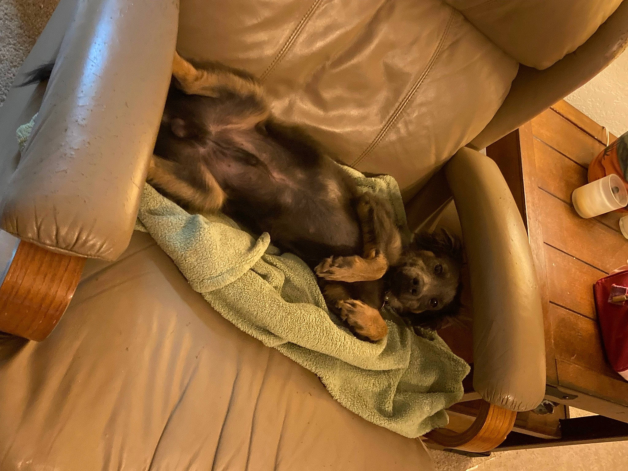 Bear is registered to the contest to win money with this photo: armrest, auto_part, bedding, car_seat, comfort, companion_dog, couch, dog, duvet, flooring, hardwood, human_leg, knee, leg, linens, room, sporting_group, thigh, vertebrate, wood