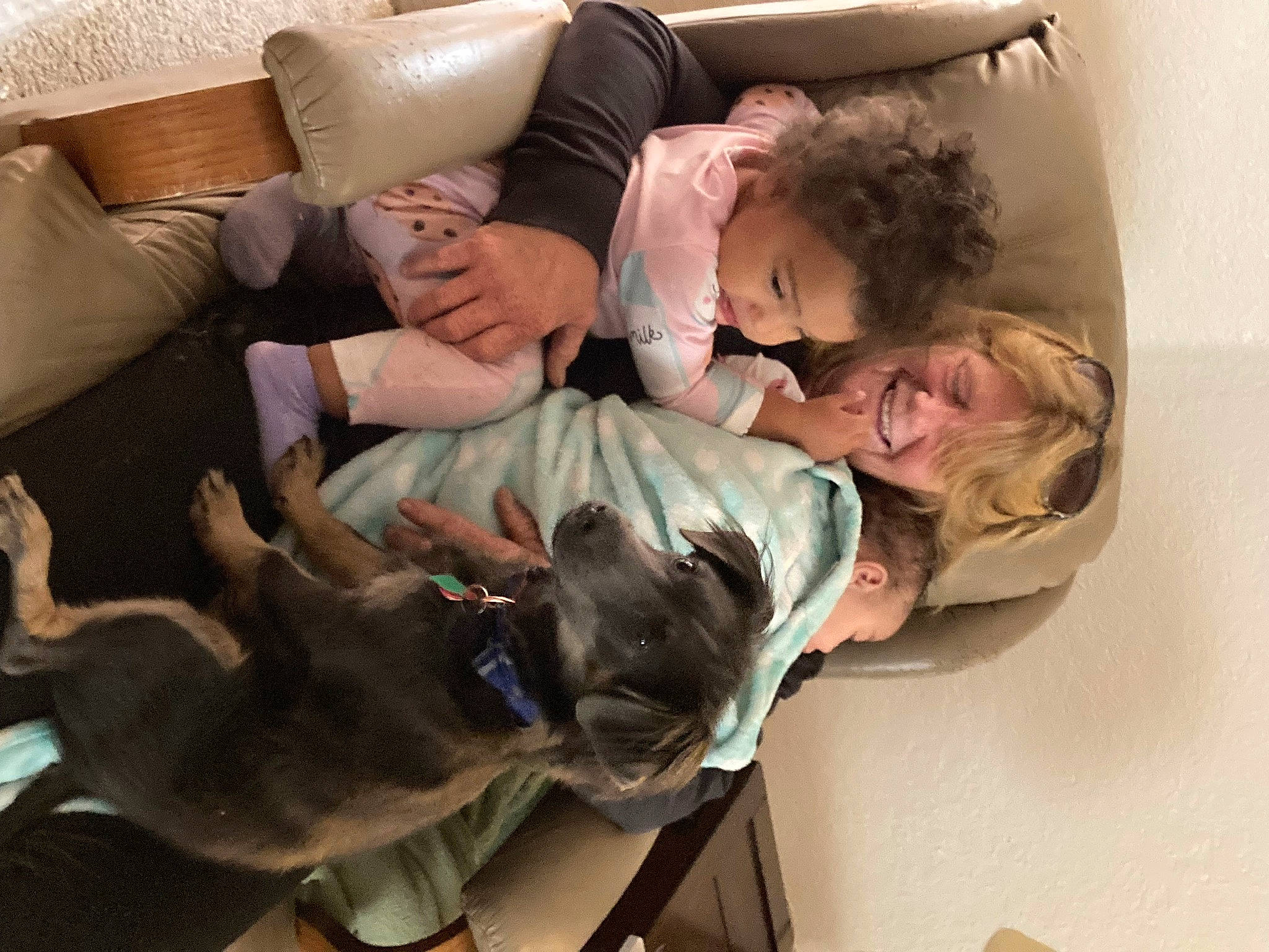 Bear is registered to the contest to win money with this photo: carnivore, comfort, companion_dog, couch, dog, dog_breed, fur, guard_dog, linens, nap, non_sporting_group, pillow, room, sitting, sporting_group, toy_dog, working_animal