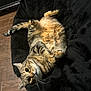 cat, tabby, pet, fur, whiskers, cushion, black, flooring, wood, cute, belly_up, paws, indoor, relaxed, animal, feline, portrait, cozy, soft, home