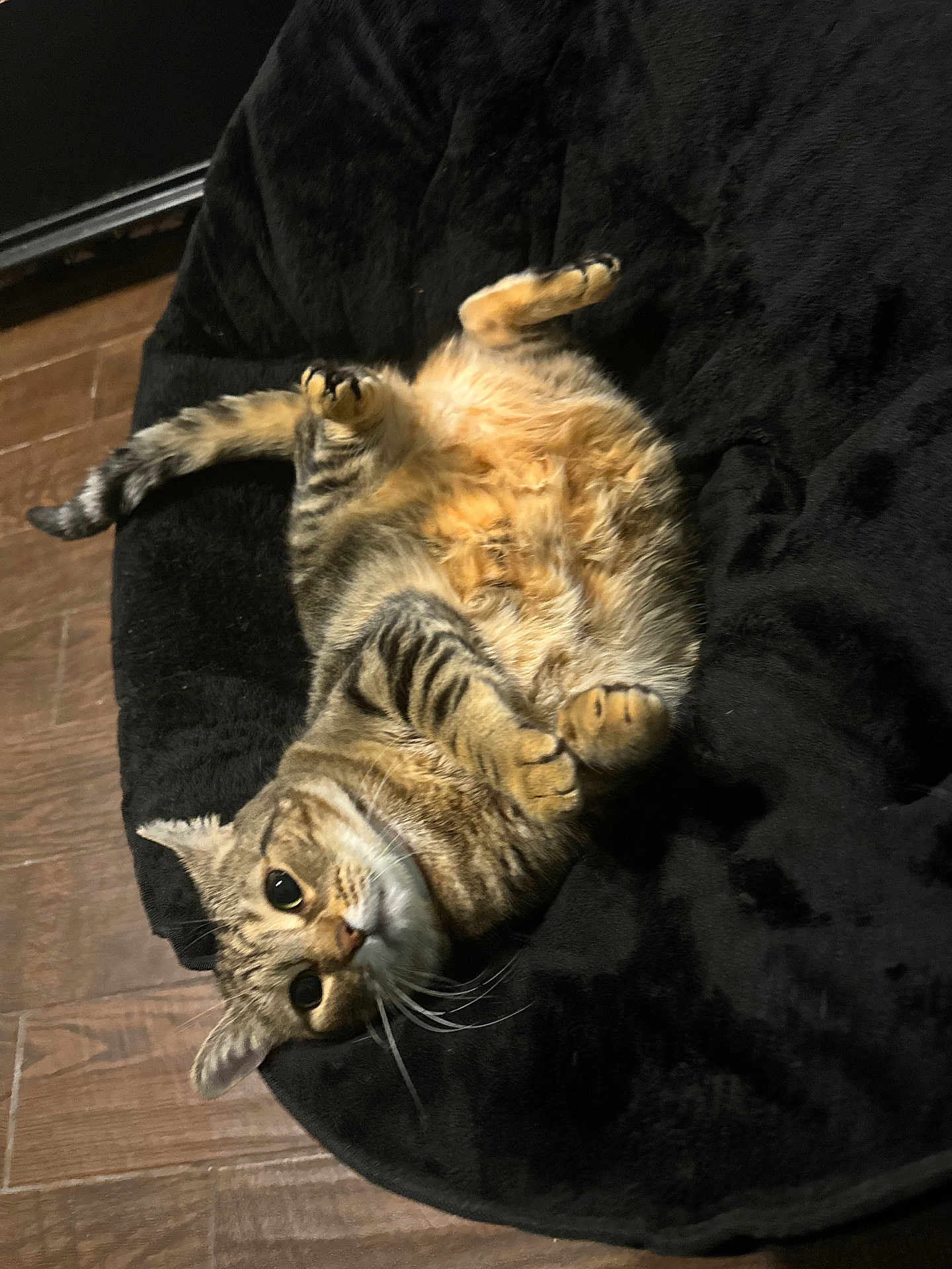Breezy is registered to the contest to win money with this photo: cat, tabby, pet, fur, whiskers, cushion, black, flooring, wood, cute, belly_up, paws, indoor, relaxed, animal, feline, portrait, cozy, soft, home