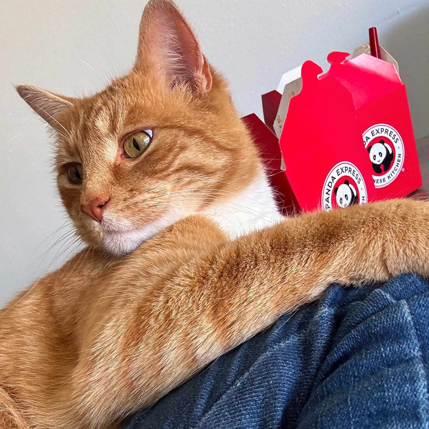 Pumpkin is registered to the contest to win money with this photo: abyssinian, animal, bag, box, cat, clothing, couch, furniture, hardwood, jeans, kitten, manx, pants, pet, plant, pottedplant, stainedwood, text, toy, wood