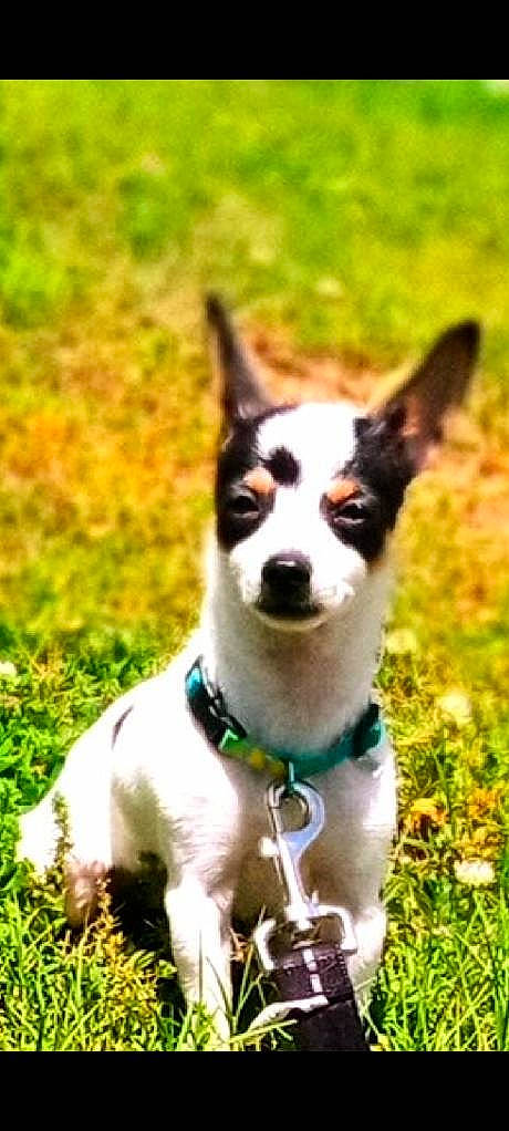 Hank joined the competition — help win amazing prizes! adventure, ancient_dog_breeds, canidae, carnivore, collar, companion_dog, dog, dog_breed, dog_collar, dog_supply, grass, happy, non_sporting_group, snout, sporting_group, terrestrial_animal, terrier, walking, whiskers, working_animal