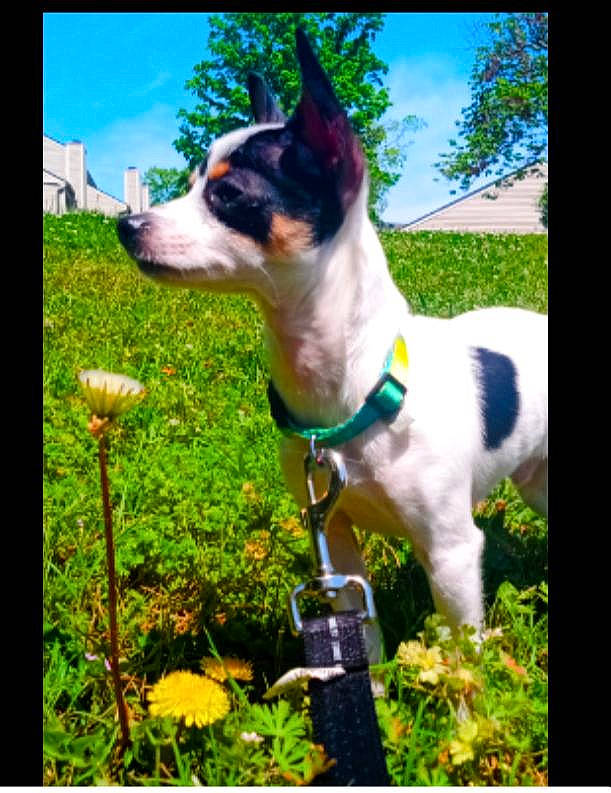 Hank joined the competition — help win amazing prizes! carnivore, collar, companion_dog, dog, dog_breed, dog_collar, dog_supply, fawn, flower, grass, grassland, pet_supply, plant, rectangle, sky, sporting_group, tree, whiskers, window, working_animal