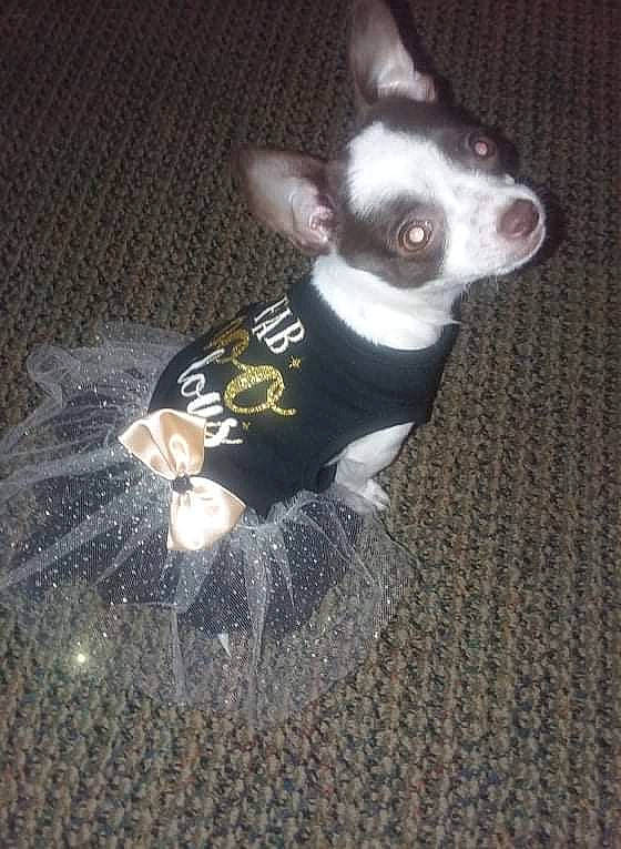 Gigi is registered to the contest to win money with this photo: boston_terrier, canidae, carmine, carnivore, collar, companion_dog, dog, dog_breed, dog_collar, dog_supply, ear, fawn, fur, grey, snout, sporting_group, tail, toy_dog, whiskers, working_animal