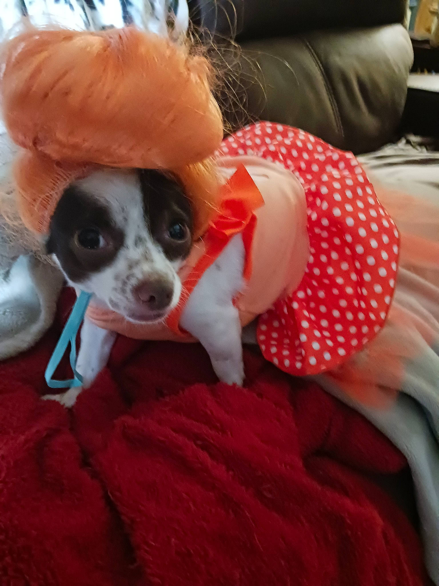 Gigi joined the competition — help win amazing prizes! canidae, carnivore, comfort, companion_dog, couch, dog, dog_breed, dog_clothes, dog_supply, eyewear, fawn, fur, linens, puppy_love, snout, sporting_group, tail, toy, toy_dog, whiskers