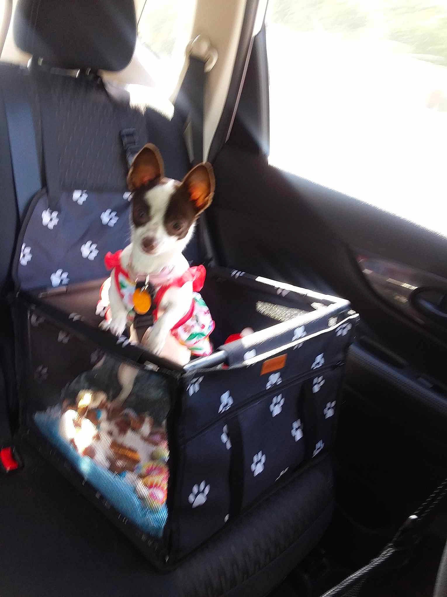 Gigi joined the competition — help win amazing prizes! auto_part, automotive_design, automotive_exterior, bag, car, car_seat, car_seat_cover, carnivore, companion_dog, dog, dog_breed, dog_supply, eyewear, fawn, motor_vehicle, snout, steering_wheel, toy_dog, vehicle, vehicle_door