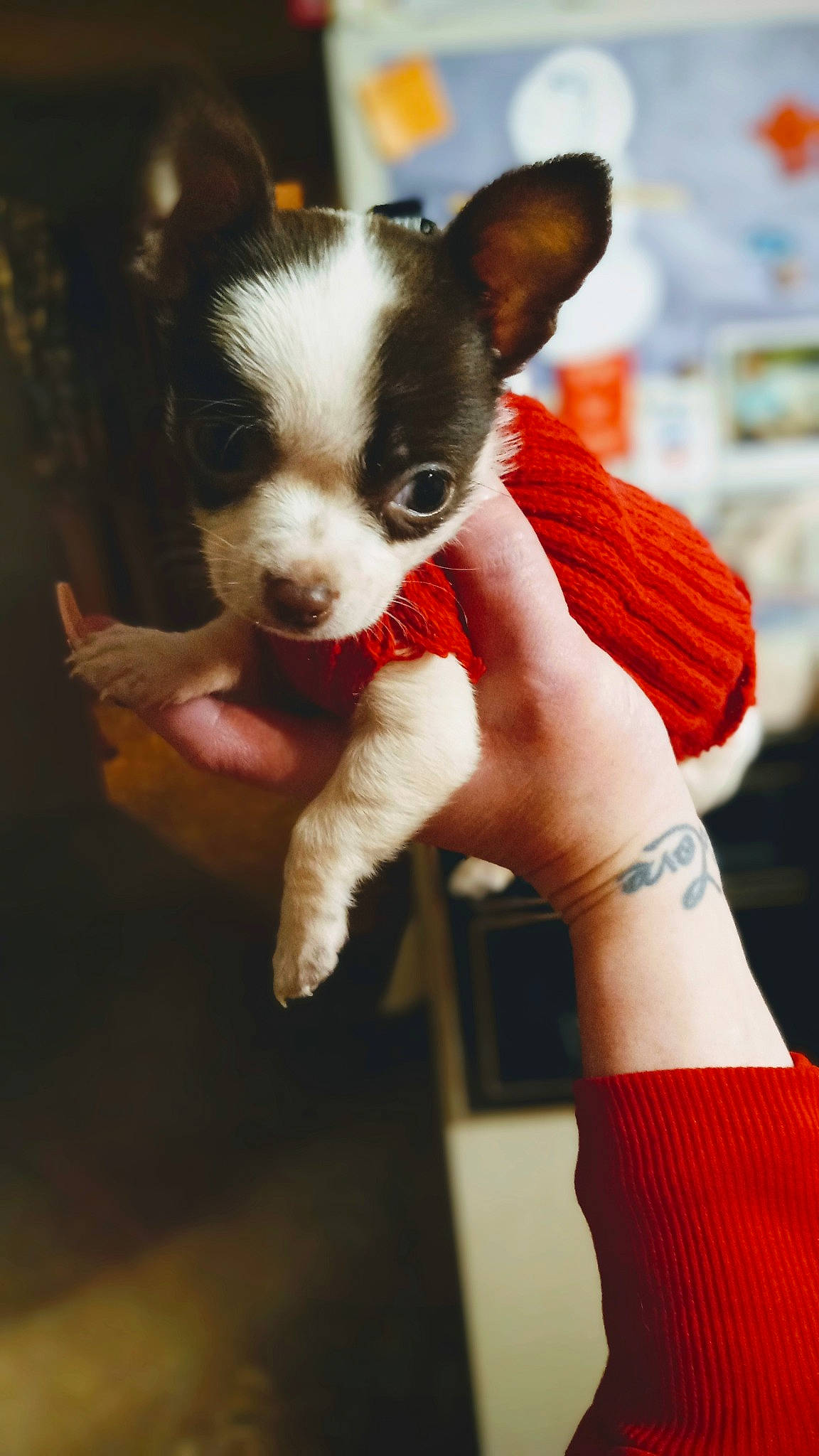 Gigi is registered to the contest to win money with this photo: canidae, carmine, carnivore, companion_dog, dog, dog_breed, fawn, finger, fur, gesture, hand, nail, snout, sporting_group, terrestrial_animal, thumb, toy_dog, whiskers, working_animal, wrist