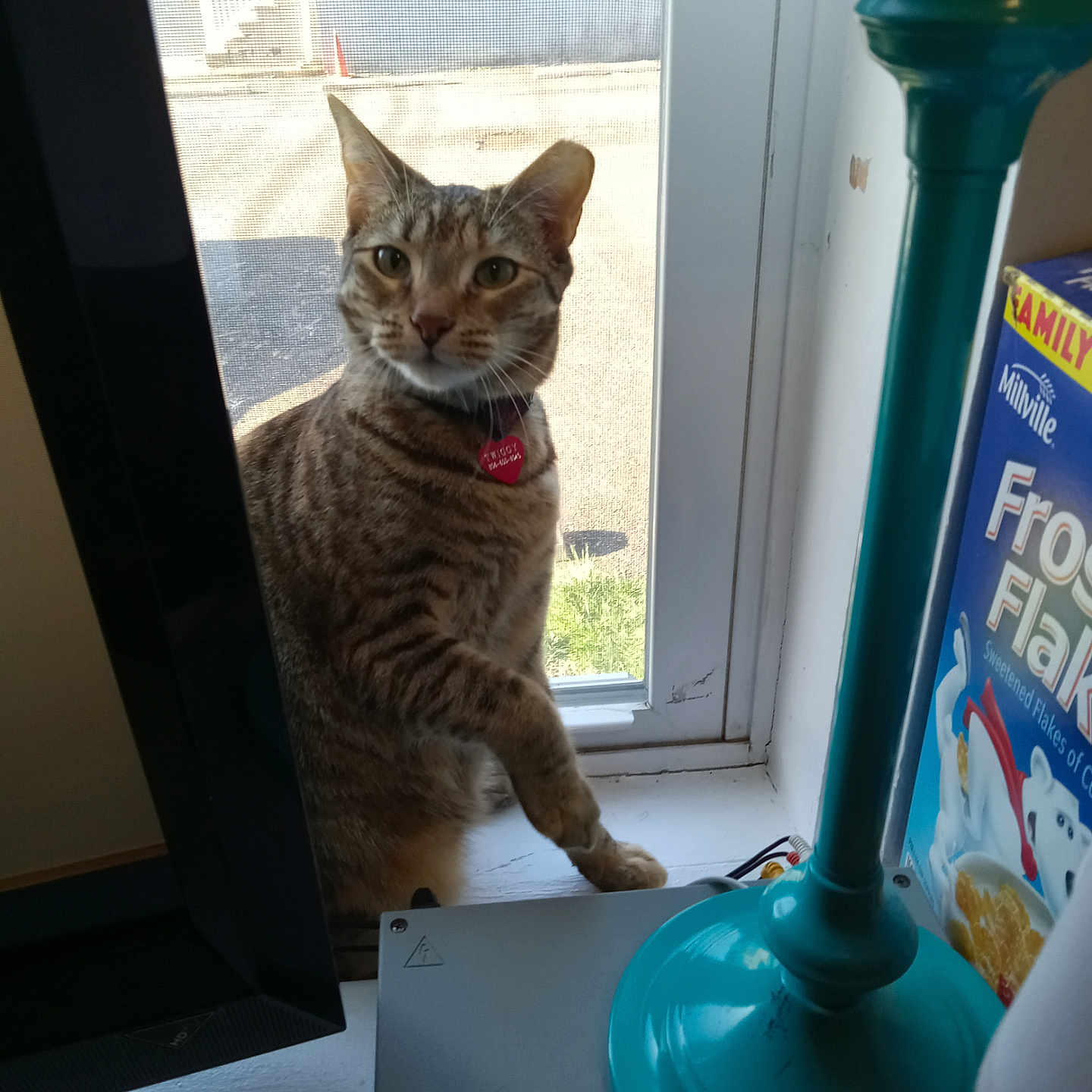 Twiggy joined the competition — help win amazing prizes! abyssinian, animal, cat, computerhardware, electronics, face, furniture, hardware, head, kitten, lamp, manx, monitor, person, pet, plywood, screen, shelf, window, wood