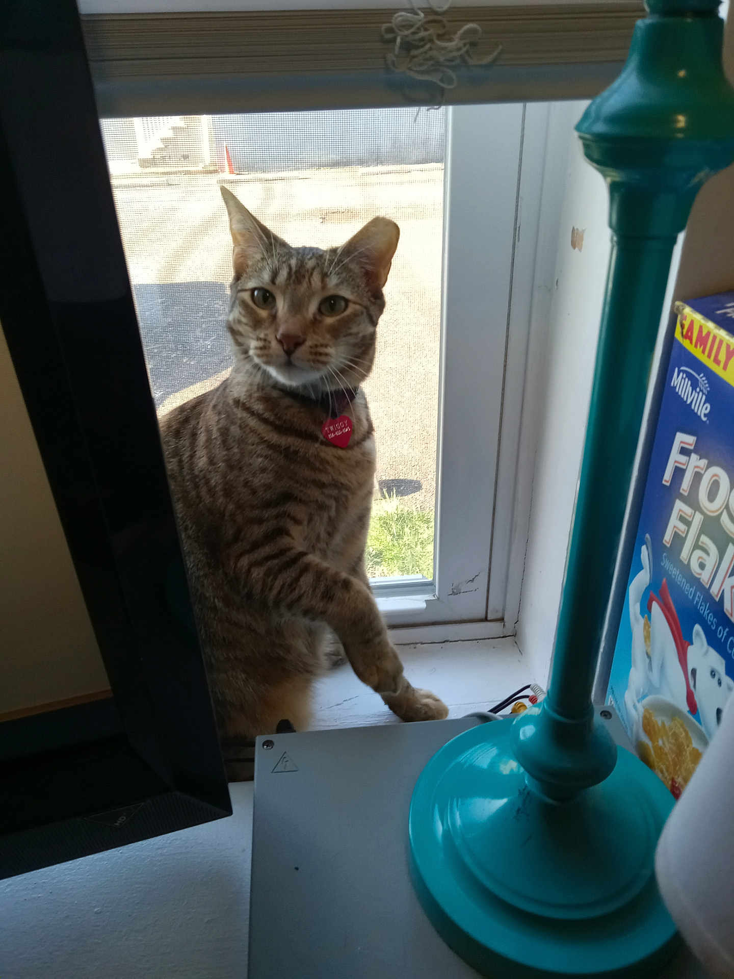Twiggy joined the competition — help win amazing prizes! abyssinian, animal, cat, computerhardware, electronics, face, furniture, hardware, head, kitten, lamp, manx, monitor, person, pet, plywood, screen, shelf, window, wood