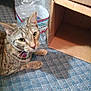 animal, cardboard_box, carpet, cat, closeup, container, curious, domestic, ears, feline, floor, household, indoor, looking_up, mammal, pet, resting, tabby, water_bottle, whiskers