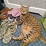 carpet, cat, cozy, curious, domestic, feline, floor, green_eyes, home, indoor, looking, pattern, pet, radiator, resting, shoes, slippers, striped, tabby, textile
