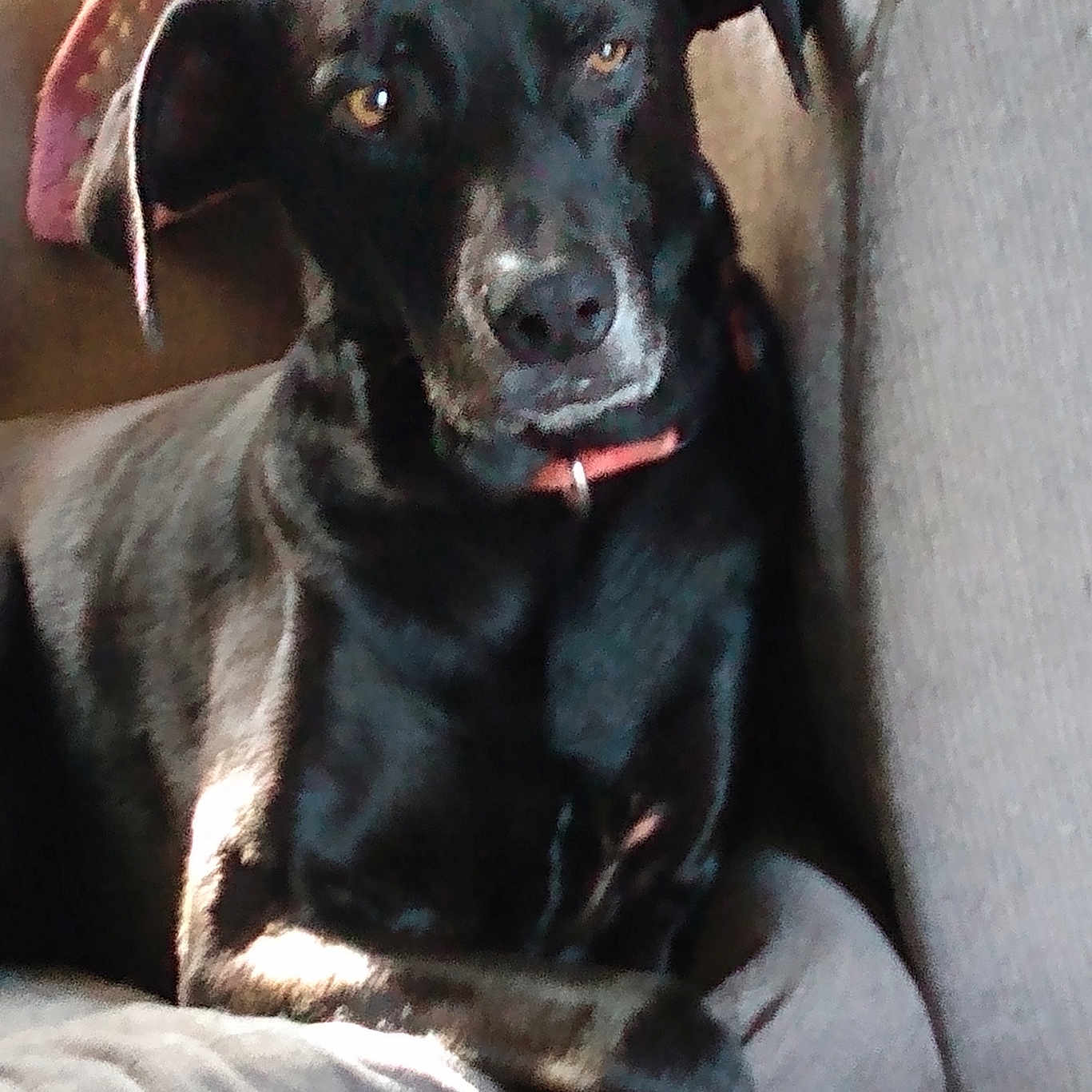 Zoey is registered to the contest to win money with this photo: animal, armchair, canine, cat, chair, couch, cushion, dog, furniture, greatdane, homedecor, hound, labradorretriever, pet, pointer, puppy