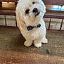 Chewy is registered to the contest to win money with this photo: dog, white_dog, bow_tie, pet, fluffy, cute, head_tilt, table, wooden_table, indoor, animal, companion, small_dog, curious, adorable, fur, looking_up, domestic_animal, sitting, close_up