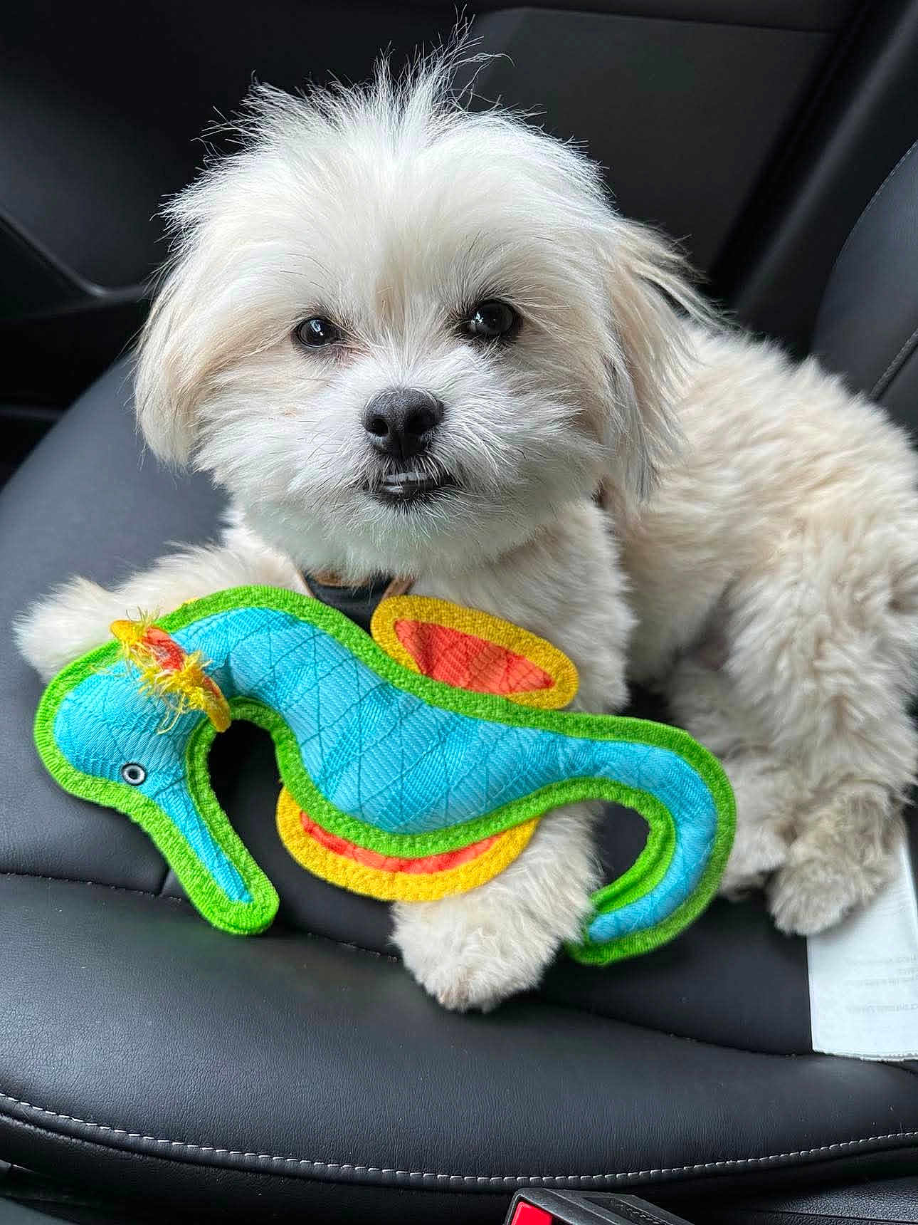 Chewy