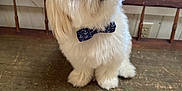 Chewy is registered to the contest to win money with this photo: dog, white_dog, bow_tie, pet, fluffy, cute, head_tilt, table, wooden_table, indoor, animal, companion, small_dog, curious, adorable, fur, looking_up, domestic_animal, sitting, close_up