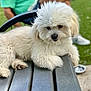 Chewy is registered to the contest to win money with this photo: dog, white_dog, fluffy, bench, outdoor, grass, person, casual_clothing, fur, paw, nose, seat, pet, animal, relaxing, daytime, blurred_background, wood, metal_bowl, park