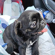 Twix a rejoint le concours — aidez-le/la à gagner de superbes lots ! puppy, dog, black_pug, tongue_out, plush_toy, stitch, car_interior, pet, cute, small_dog, animal, indoors, seat, toy, fur, pet_bed, floor_mat, closeup, companion, young_dog