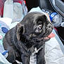 puppy, dog, black_pug, tongue_out, plush_toy, stitch, car_interior, pet, cute, small_dog, animal, indoors, seat, toy, fur, pet_bed, floor_mat, closeup, companion, young_dog