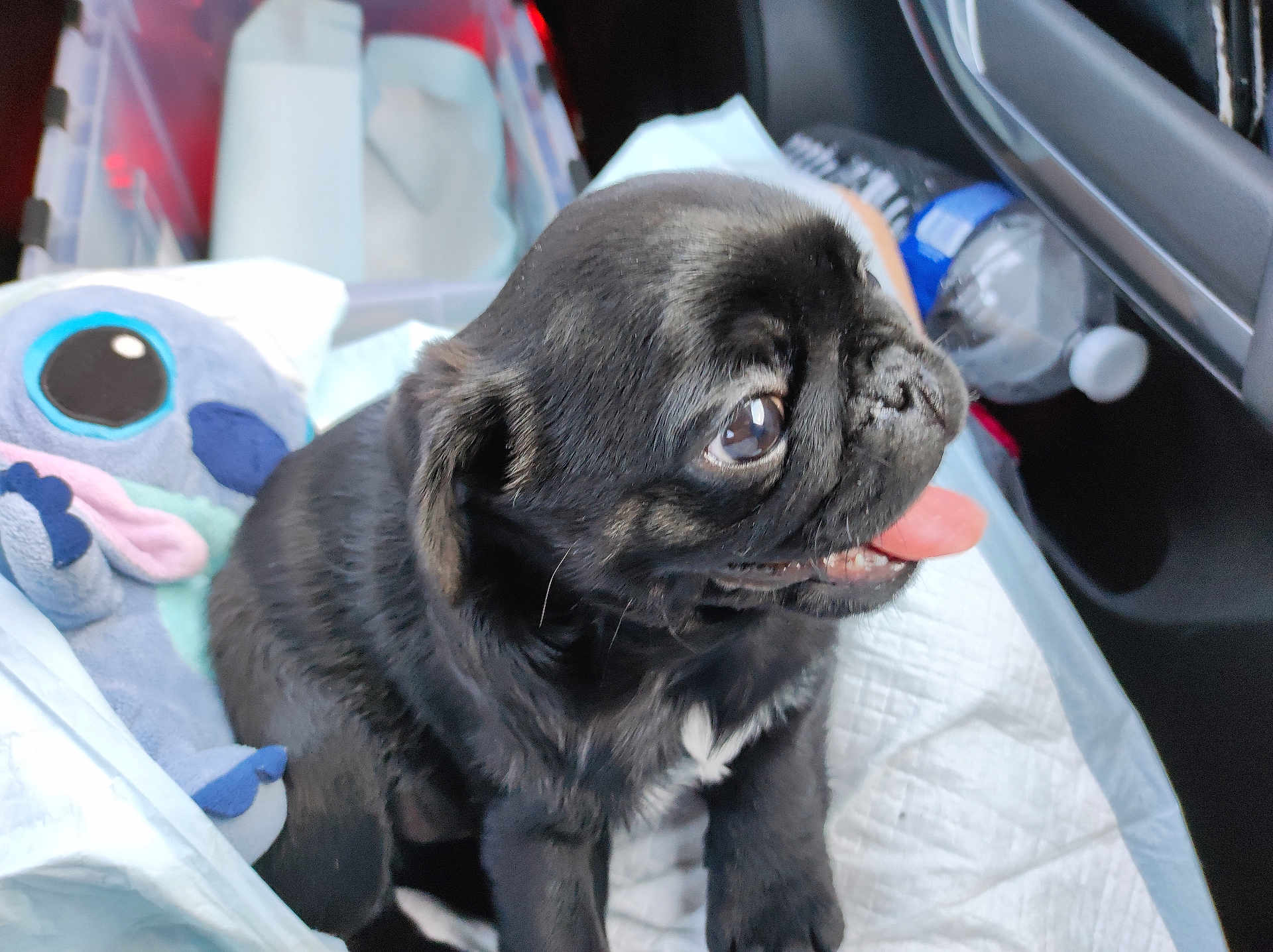 Twix a rejoint le concours — aidez-le/la à gagner de superbes lots ! puppy, dog, black_pug, tongue_out, plush_toy, stitch, car_interior, pet, cute, small_dog, animal, indoors, seat, toy, fur, pet_bed, floor_mat, closeup, companion, young_dog