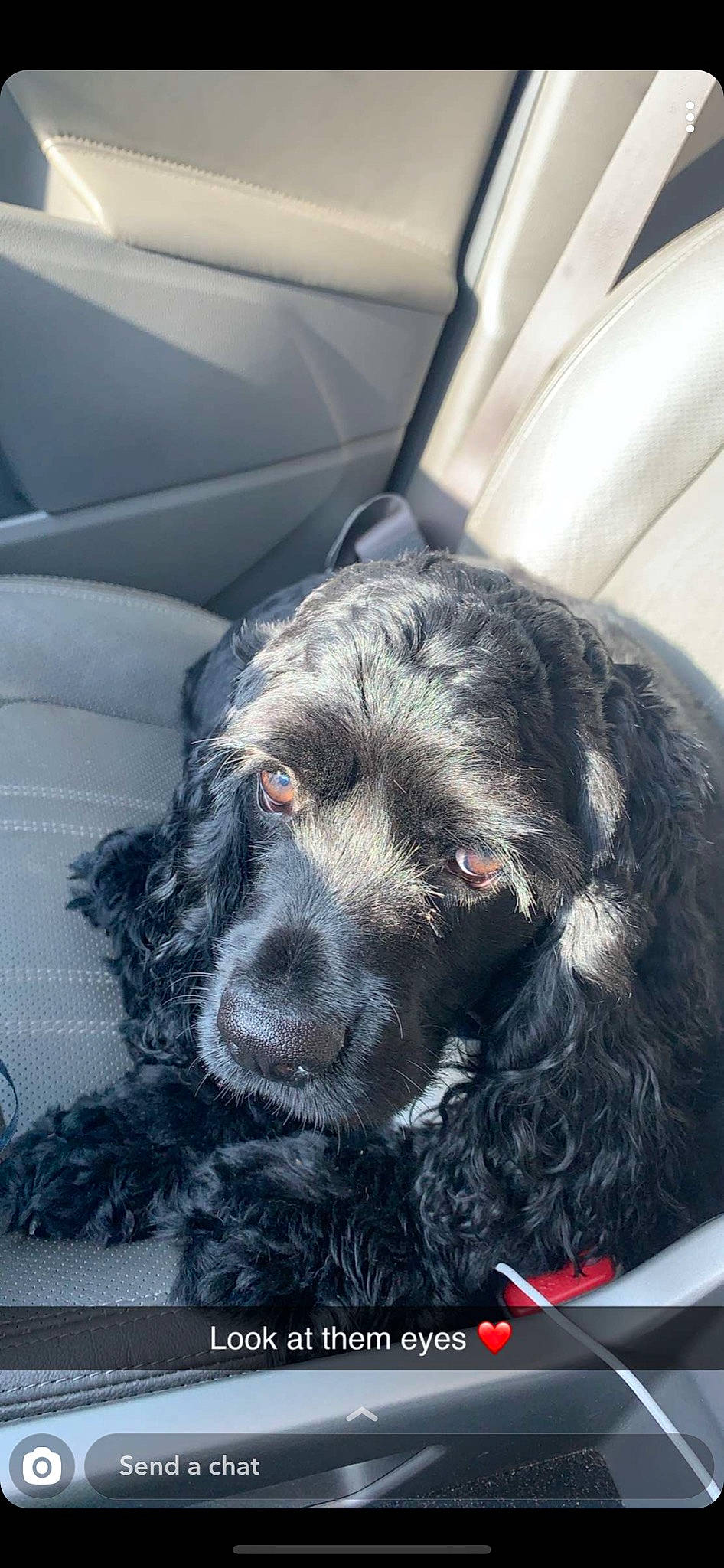 Huxley is registered to the contest to win money with this photo: american_cocker_spaniel, american_water_spaniel, blue_picardy_spaniel, boykin_spaniel, canidae, carnivore, cocker_spaniel, dog, dog_breed, english_cocker_spaniel, field_spaniel, fur, german_spaniel, mammal, rare_breed_dog, russian_spaniel, snout, spaniel, sporting_group, vertebrate