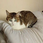 Kaïda a rejoint le concours — aidez-le/la à gagner de superbes lots ! cat, animal, pet, feline, indoor, resting, green_eyes, white_comforter, fur, tabby, cute, cozy, relaxed, mammal, domestic, whiskers, ears, sleeping_spot, bedroom, soft