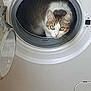 Kaïda participe au concours pour gagner de l'argent avec cette photo : cat, washing_machine, curious, green_eyes, indoor, appliance, white, circular, pet, household, floor, tile_floor, door, looking, feline, whiskers, domestic_animal, home, animal, cleaning_appliance