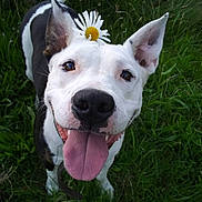 Adira joined the competition — help win amazing prizes! animal, black_and_white, canine, close_up, cute, daisy, dog, ears_up, flower, friendly, grass, happy, joyful, nature, outdoor, pet, playful, smiling, summer, tongue_out
