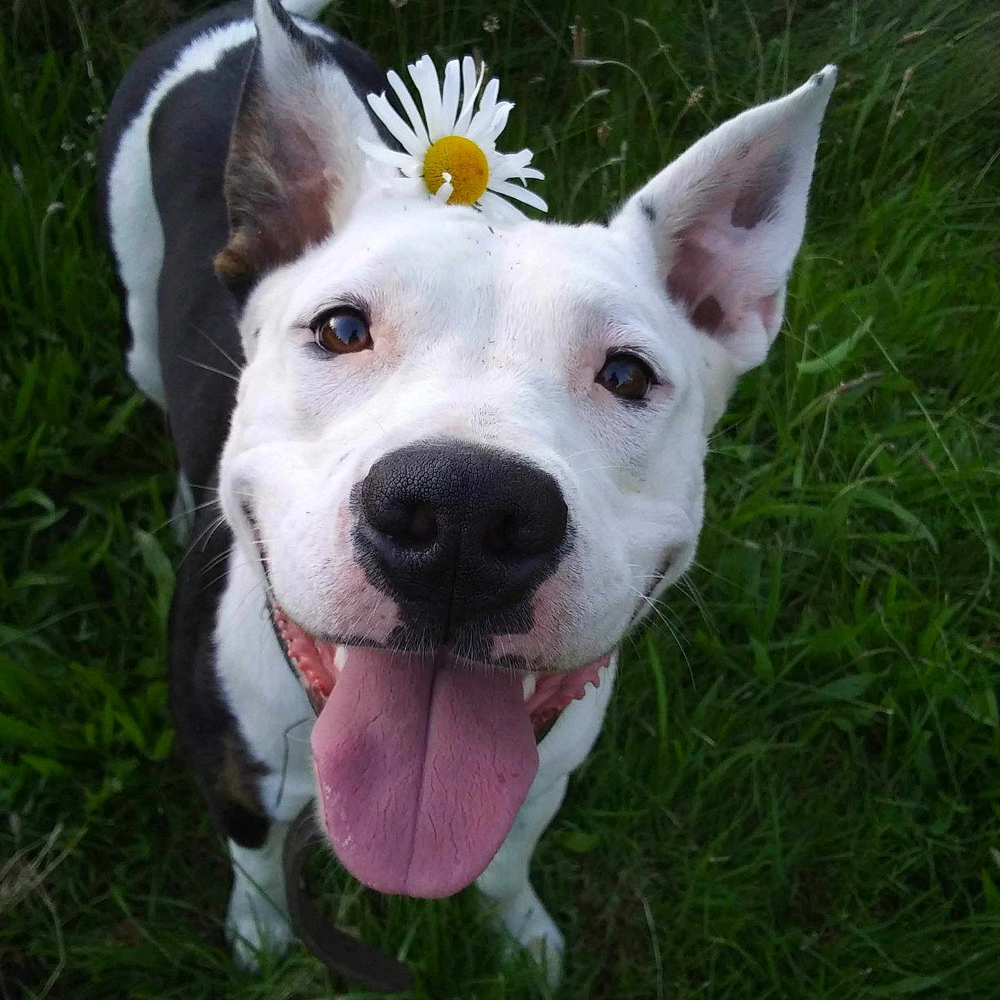 Adira joined the competition — help win amazing prizes! animal, black_and_white, canine, close_up, cute, daisy, dog, ears_up, flower, friendly, grass, happy, joyful, nature, outdoor, pet, playful, smiling, summer, tongue_out