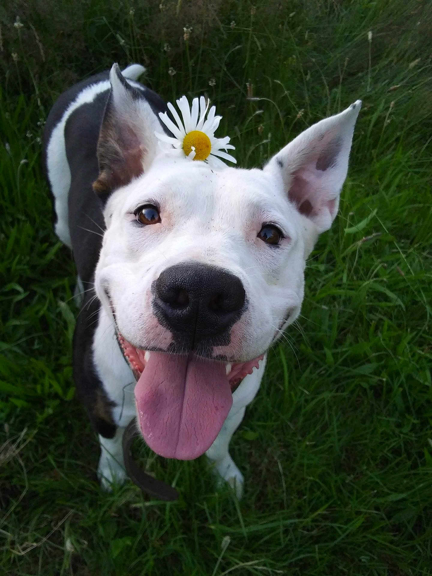 Adira joined the competition — help win amazing prizes! animal, black_and_white, canine, close_up, cute, daisy, dog, ears_up, flower, friendly, grass, happy, joyful, nature, outdoor, pet, playful, smiling, summer, tongue_out