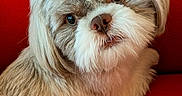 Cooper joined the competition — help win amazing prizes! animal, close_up, companion, couch, cute, dog, domestic_animal, eyes, face, fluffy, friendly, fur, furry, indoors, nose, pet, portrait, red_background, small_dog, whiskers