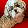 animal, close_up, companion, couch, cute, dog, domestic_animal, eyes, face, fluffy, friendly, fur, furry, indoors, nose, pet, portrait, red_background, small_dog, whiskers