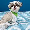 Cooper is registered to the contest to win money with this photo: animal, bandana, blanket, blue_background, brown_fur, companion, cute, dog, domestic_animal, fluffy, fur, green_bandana, indoor, patterned_blanket, pet, portrait, sitting, small_dog, tail, white_fur