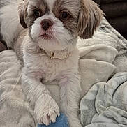 Cooper is registered to the contest to win money with this photo: animal, blanket, collar, comfort, companion, cozy, cute, dog, expression, face, fluffy, fur, home, indoor, paw, pet, relaxed, resting, small_dog, soft