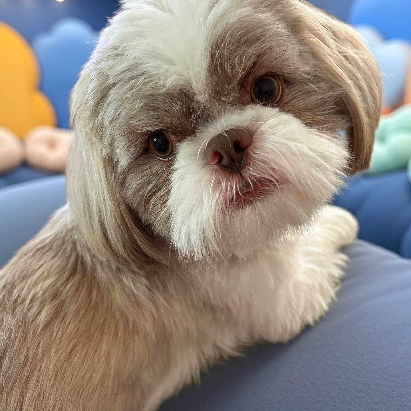 Cooper