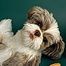 Cooper joined the competition — help win amazing prizes! adorable, animal, background, brown_and_white, closeup, companion, curious, cute, dog, fluffy, fur, head_tilt, indoor, lying_down, peanut, pet, portrait, puppy, small_object, studio
