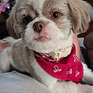 Cooper joined the competition — help win amazing prizes! dog, puppy, bandana, close_up, cute, pet, fluffy, fur, face, eyes, nose, mouth, collar, indoor, resting, animal, canine, portrait, soft, cozy