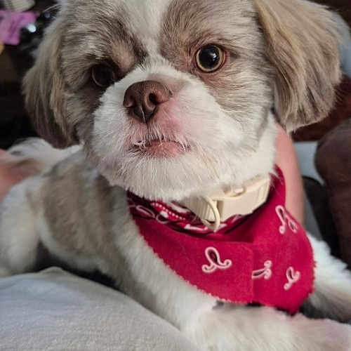 Cooper