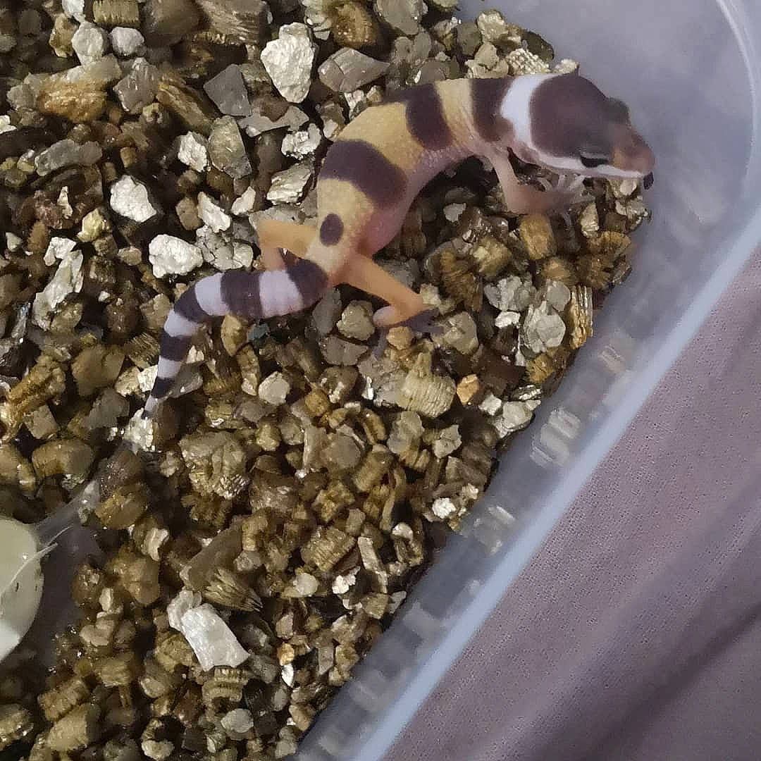 Nephtis a rejoint le concours — aidez-le/la à gagner de superbes lots ! boa, boa_constrictor, gecko, gravel, reptile, scaled_reptile, snake, soil