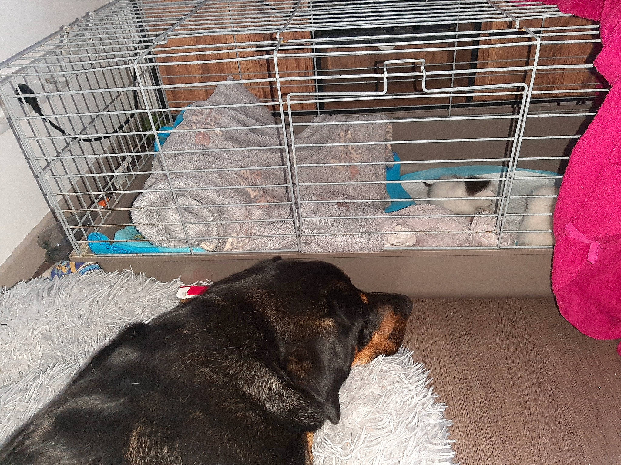 Kimi participe au concours pour gagner de l'argent avec cette photo : animal_shelter, cage, carnivore, collar, comfort, companion_dog, dog, dog_breed, dog_crate, dog_supply, flooring, home_appliance, kennel, liver, mammal, pet_supply, snout, sporting_group, vertebrate, working_animal