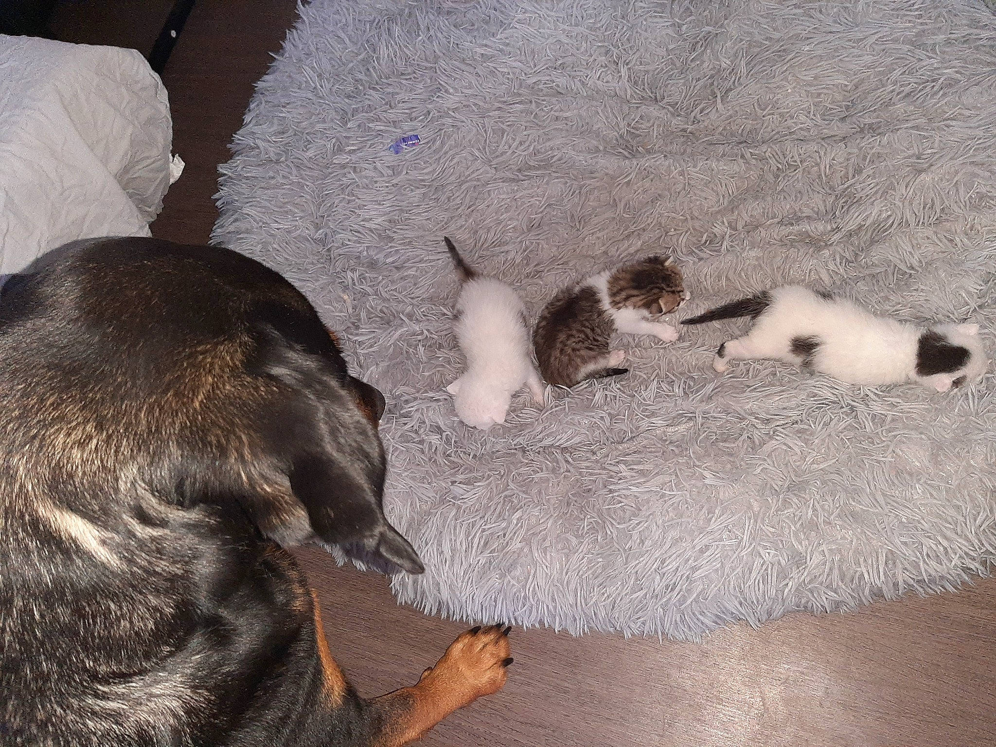 Kimi participe au concours pour gagner de l'argent avec cette photo : carnivore, cat, cat_supply, comfort, companion_dog, dog, dog_breed, domestic_short_haired_cat, fawn, felidae, fur, liver, mammal, paw, small_to_medium_sized_cats, snout, sporting_group, tail, vertebrate, whiskers