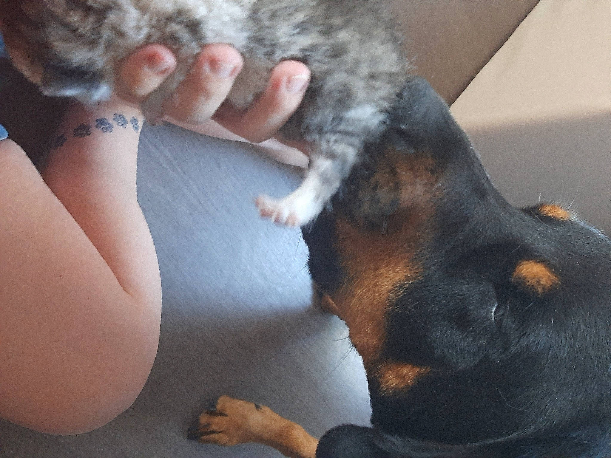 Kimi a rejoint le concours — aidez-le/la à gagner de superbes lots ! carnivore, cat, comfort, companion_dog, couch, dog, dog_breed, ear, felidae, finger, fur, gesture, hand, human_leg, mammal, nail, paw, small_to_medium_sized_cats, snout, whiskers