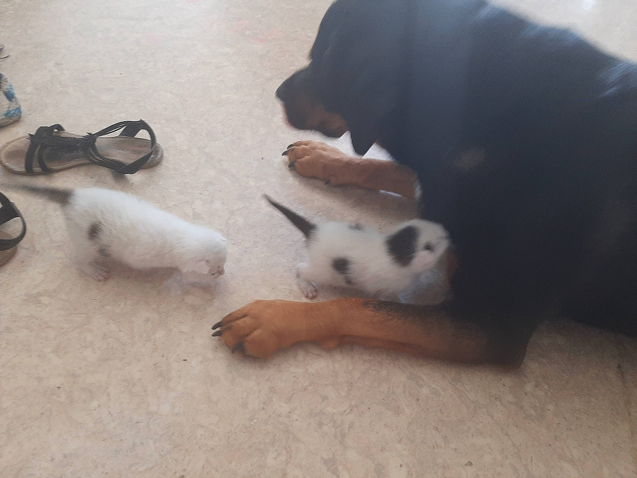 Kimi participe au concours pour gagner de l'argent avec cette photo : canidae, carnivore, comfort, companion_dog, dog, dog_breed, fawn, flooring, fur, hardwood, mammal, paw, pet_supply, snout, sporting_group, tail, terrestrial_animal, vertebrate, wood, working_animal