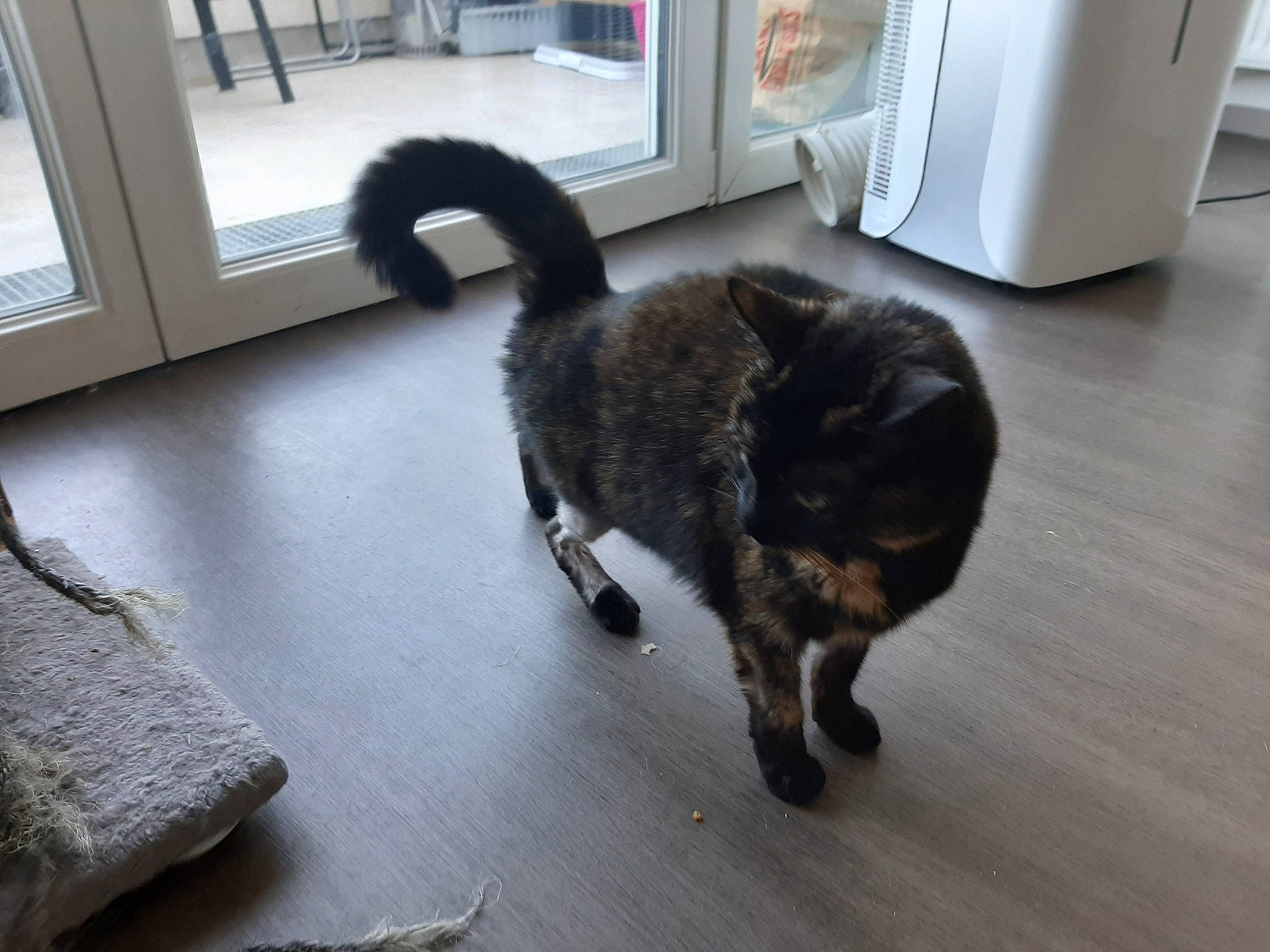 Bella participe au concours pour gagner de l'argent avec cette photo : carnivore, cat, comfort, dog_breed, domestic_short_haired_cat, felidae, floor, flooring, fur, grey, hardwood, kitchen_appliance, laminate_flooring, refrigerator, small_to_medium_sized_cats, tail, terrestrial_animal, whiskers, wood, wood_flooring